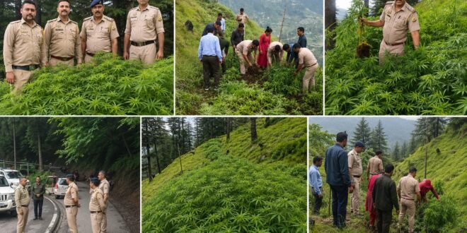 पुलिस को मिली बड़ी कामयाबी  “कोफर धार नगाह” क्षेत्र में अवैध रूप से भांग की खेती पाई मामला दर्ज